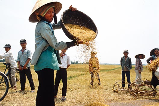 Worfeln von Reis bei Nha Trang, Vietnam