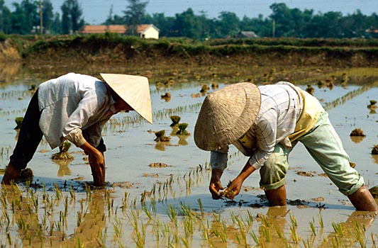 Setzen von Reispflanzen in Zentralvietnam