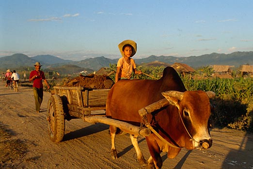 Ochsenwagen in Dien Bien Phu, Vietnam