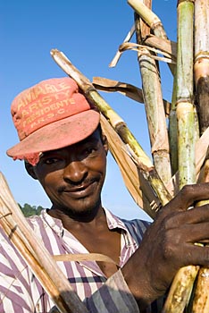 Zuckerrohrernte Dominikanische Republik