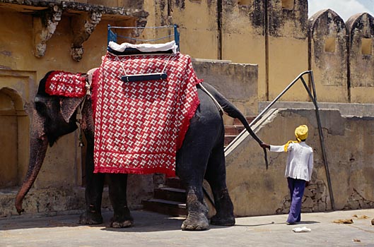 Elefant im Fort Amber, Indien