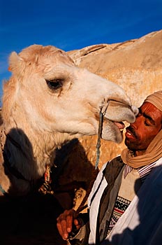 Kamel bei Tozeur, Tunesien